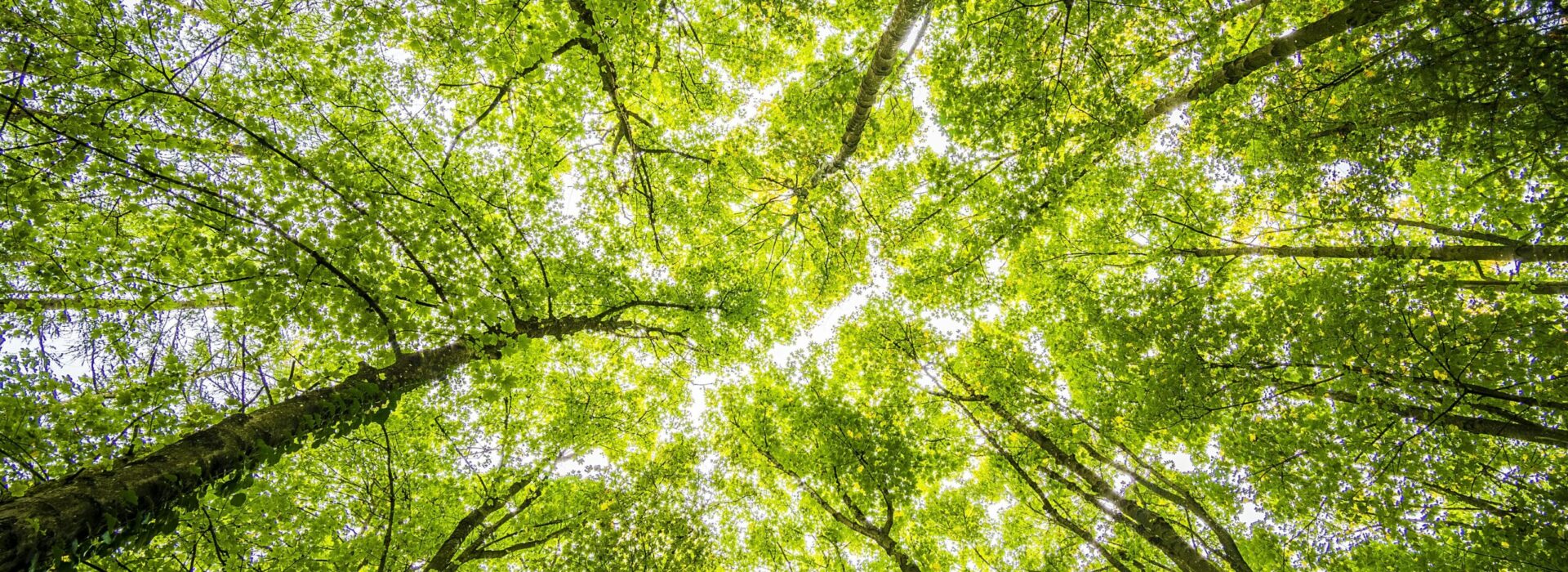 Looking up through the dense green canopy in a vibrant forest, showcasing nature's beauty.