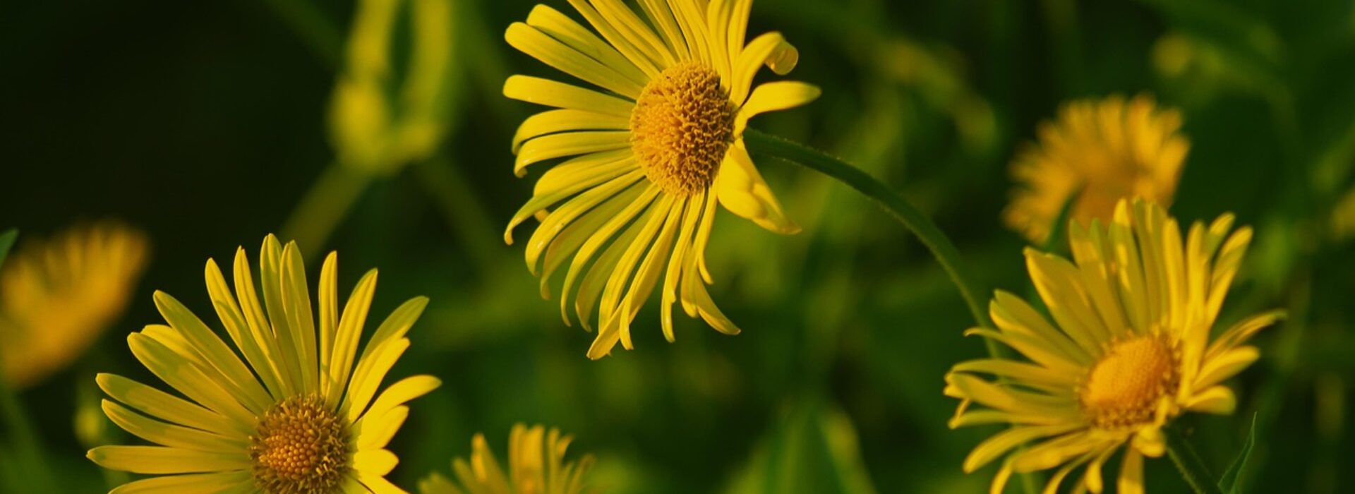 flowers, chamomile, summer, nature, nature, nature, beautiful flowers, nature, nature, flower background, flower wallpaper, nature