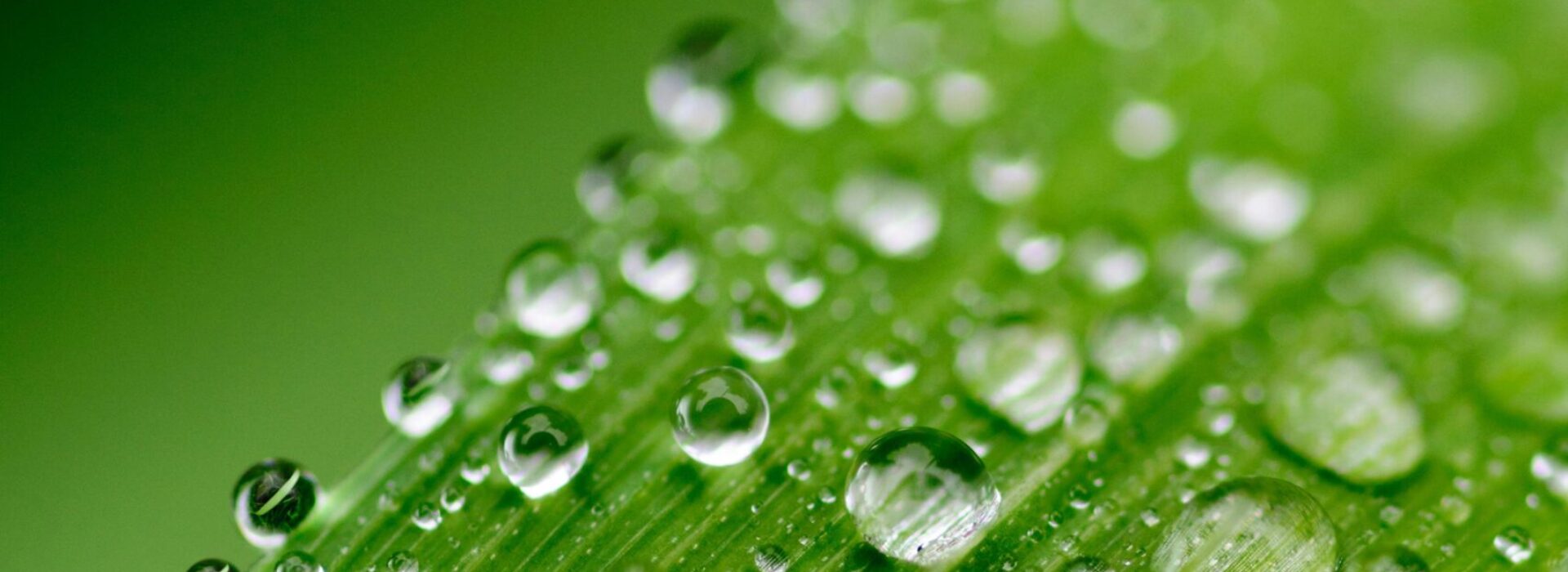 Close-up view of dewdrops on a vibrant green leaf, showcasing nature's freshness.