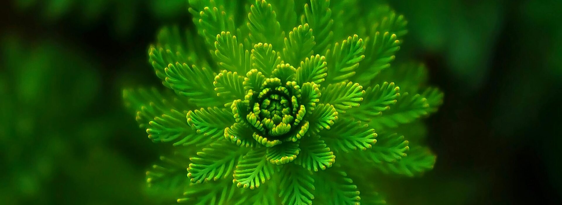 A vibrant green fern captured close-up, showcasing its intricate pattern and fresh growth.